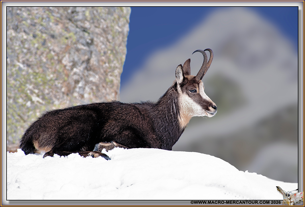 CHAMOIS
